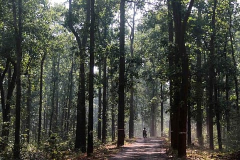 Hasdeo Arand, Chattisgarh / Photo Credit – Internet