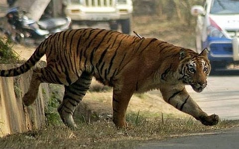 Tiger movement between human settlements