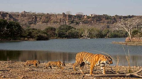 रणथम्भौर के बाघ