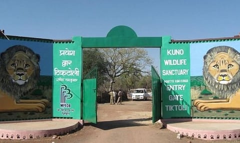 मध्यप्रदेश के जंगल देश में खास, चीतों के बाद आएंगे जिराफ और जेब्रा, सर्वे के बाद सरकार भेजेगी प्रस्ताव