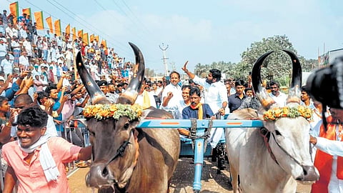 TN BJP chief Annamalai scoffs at naming Jallikattu arena after former CM Karunanidhi
