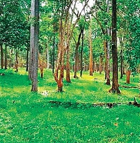 The issue arose after the rollout of the Dharani portal — the integrated land revenue records management system that was supposed to be a one-stop solution for land-related issues.