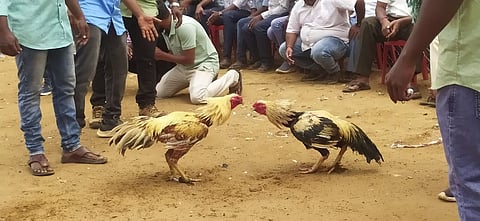 Rs 100 crore wagered on cockfights as racket thrives in Andhra-Telangana border areas