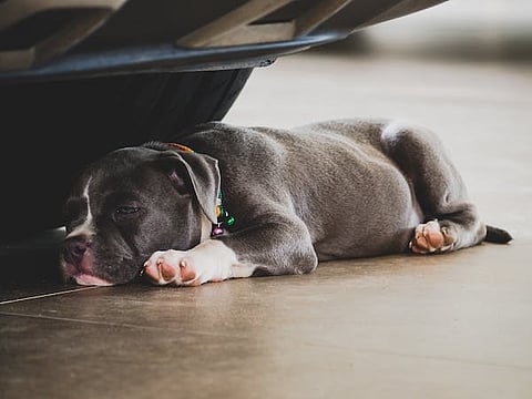 Urban canines: The plight of dogs in the concrete jungle