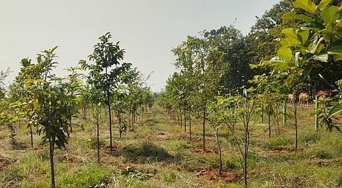 The Odisha forest department named the regenerated forests as ‘Mitrabhanu Van’, ‘Mitrabhanu Van-2’ and ‘Mitrabhanu Van-3’.