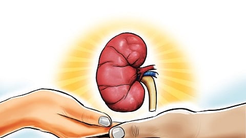 Kidney