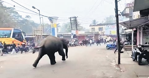 Video grab of the tusker marching on a road in Baripada town on Thursday.