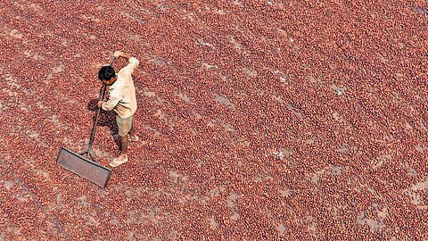 A worker drying betel nuts at Thondamuthur in Coimbatore | S Senbagapandiyan.