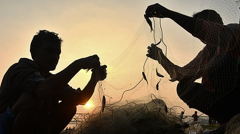 Fishermen separate tiny fish stuck to the net after they cast their net in Vijayawada.