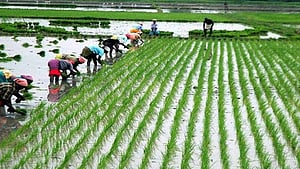 Farmers with paddy fields under the Thovalai channel’s irrigation had started cultivation early in June, hoping that the repair works would be completed promptly.
