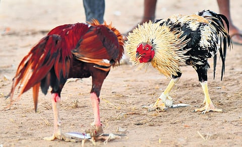 As part of Sankranti festivities, cockfights being organized at Yanamalakuduru in Krishna district on Sunday.