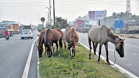 A herd of horses roaming
on GNT Road at Madhavaram
in Chennai on Tuesday.