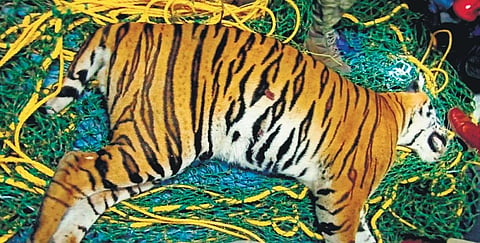 A two-year-old tiger identified as T-6 was killed on Mysuru-Nanjangud highway near Mysuru Airport at Mandakalli.