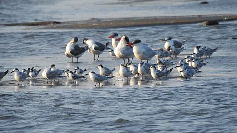Little Tern birds were spotted at Puthalam wetland in Kanniyakumari district during the bird census.
