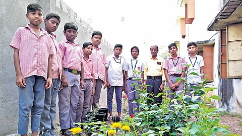 Around five kg of tomatoes, green chillies and other vegetables are harvested every week from the garden raised by students at KSC Government School in Tiruppur
