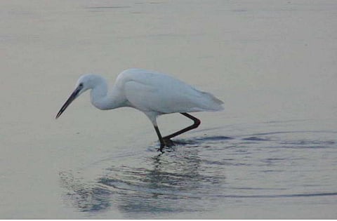 A total of 98 bird species have been identified, including a group of breeding nests, indicating a pleasant environment for the birds and chicks.