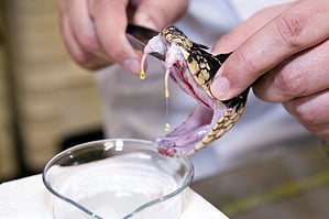 PTR officials stated that the operation was conducted on the basis of a tip-off received about the illegal trade of snake venom in the Palamu region.