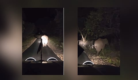 The elephant was seen running in panic as the accused was flashing high-beam lights and speeding the vehicle very close to the elephant from behind.