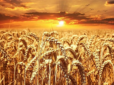 The lower target has been fixed despite the Ministry of Agriculture hoping for a record wheat production.