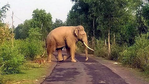 Image of elephant used for representational purposes only.