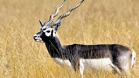 blackbuck image used for representational purposes only.
