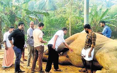 Team of forest officers led by Thrissur social forestry DCF B Sajeesh Kumar inspects elephants at Guruvayur elephant camp on Friday following allegations of torture.