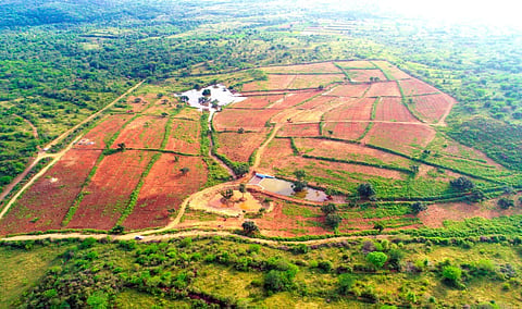 Picture of check dam constructed in harur under Jal Sakthi Abhiyan Scheme and the afforestation project undertaken in Nallamapalli in Dharmapuri district.