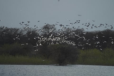 The survey at the bird sanctuary counted 10,372 birds from 64 species