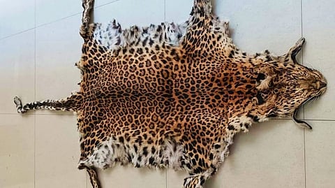 Leopard skin.