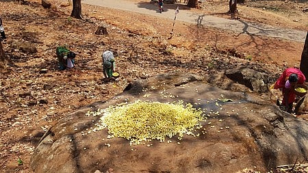 Around 25 tribal residents from Pannapatti filed a petition with the district administration on Monday condemning the Pennagaram forest officials for preventing them from collecting honey, tamarind, and other forest produce. ( Representative Image)