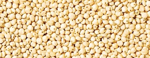 While the price of jowar was about Rs 7,000-8,000 per quintal in the last month, the present price has dropped to Rs 2,500-3,500.