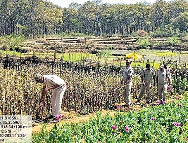 Opium plants being uprooted by police in a village of Mayurbhanj district
