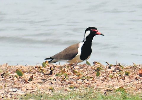 A red-wattled lapwing at Ammavaripeta Lake in Warangal Tuesday