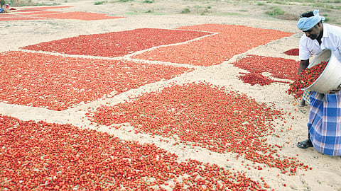 Though 2024 has been a prominent year for chilli export and farmers were able to get decent prices, experts believe the recent rain could affect future export from here.