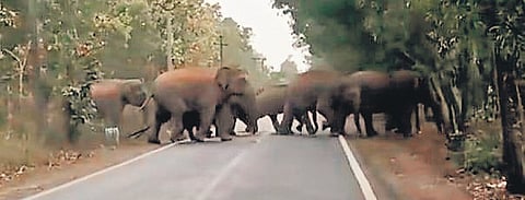 The elephant herd from Jharkhand crossing a road in Raibania.