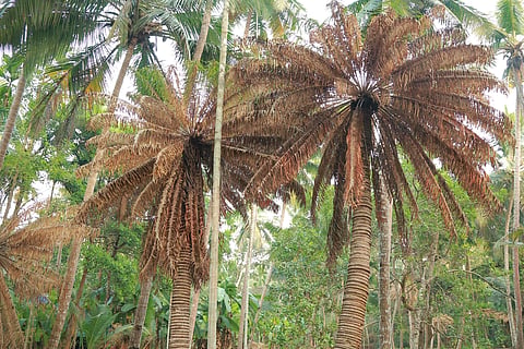 Cycas circinalis, a tree species renowned for its numerous medicinal values.