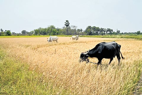 At least 16,504 farmers have registered to participate in the procurement process this season.