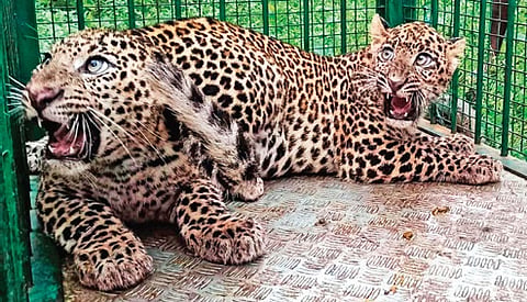 Rescued leopards