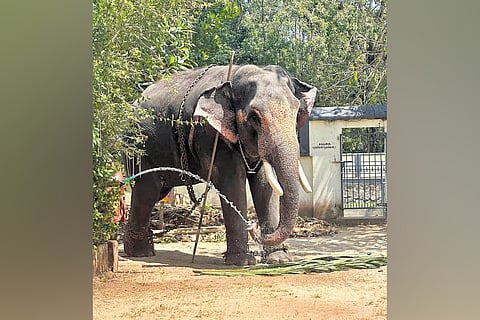 Evoor Kannan on the premises of Sree Krishna Swami temple at Evoor near Haripad.