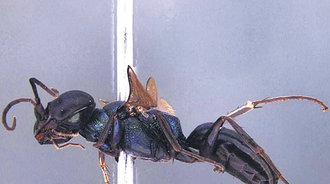 Miscophus kaleshi