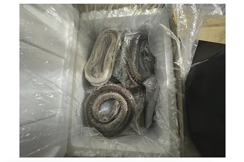 This November 2022 photo provided by the United States Attorney's Office, shows packaged snake meat that was found in an illegal shipment in New York of duck and goose intestines from China.