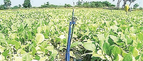 On April 27, the tobacco growers fetched Rs 294 per kg, the highest price ever recorded in the Southern regions of the board.