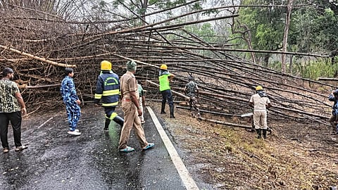 Summer rain brings respite to Sathyamangalam Tiger Reserve
