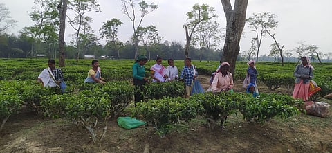 Tea garden workers are one of the communities in Jorhat who will decide the fate of the candidates here (Photo | Special arrangement)
