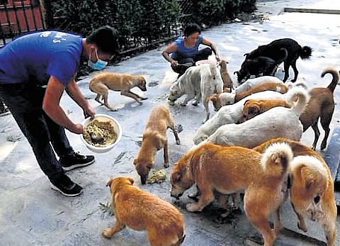 feeding frenzy Designated feeding areas for stray dogs in gated communities and residential colonies haven’t resolved the human-animal conflict; rather the faultlines of human-human conflict have become sharper