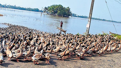Farmers tend to a flock of ducks in Kuttanad, a major farming hub in the constituency