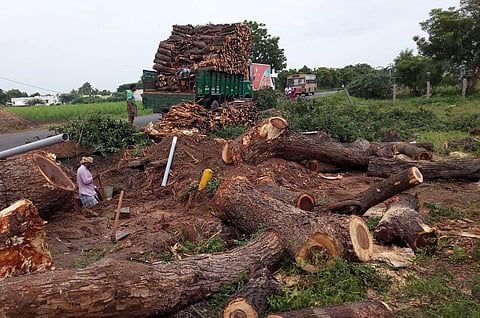 A total of 3,552 trees have been felled between Chithode and Gobichettipalayam since March 2021 till date for road expansion work.