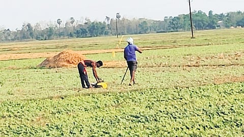 Farmers