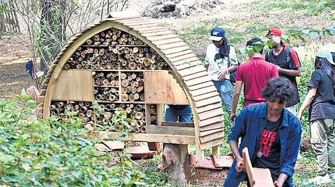 To create an ideal environment for insects, EY-GDS collaborated with Bhumi and Vibhinna NGOs to create eight insect cafes at Lalbagh Botanical Garden
