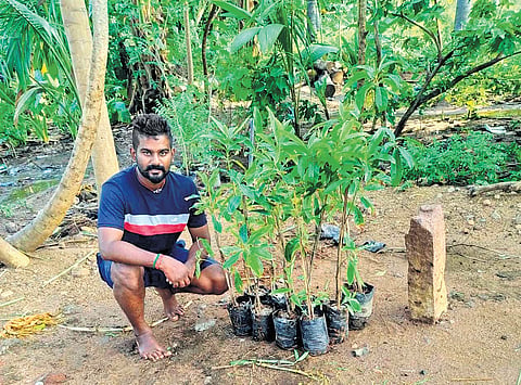 TPT has distributed over 50,000 free saplings in Madurai, Tiruchy, Sivaganga and Dindigul
districts so far